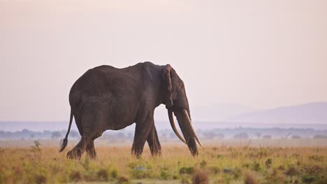 Zeitlupe-Des-Afrikanischen-Elefanten-Sonnenaufgangs-In-Der-Masai-Mara,-Afrikanischer-Wildtier-Safari-Tiere,-Wunderschöner-Sonnenuntergangshimmel-Und-Großes-Männchen-Mit-Großen-Stoßzähnen,-Das-In-Der-Savannenlandschaft-Beim-Essen-Und-Grasen-Geht