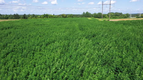 aéreo: ondeando plantas de cannabis o cáñamo en un día soleado y brillante con cielo azul y nubes en el fondo, filmado a 50 fps, cámara lenta