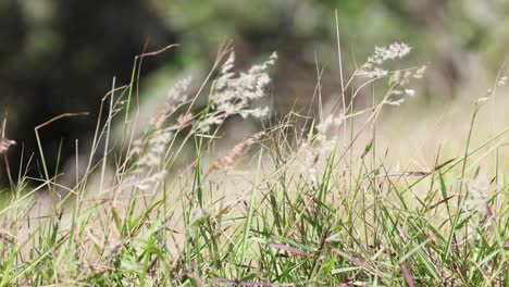 grass swaying gently in the breeze