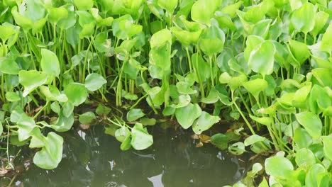 many water hyacinths on the river in the morning in the countryside of thailand