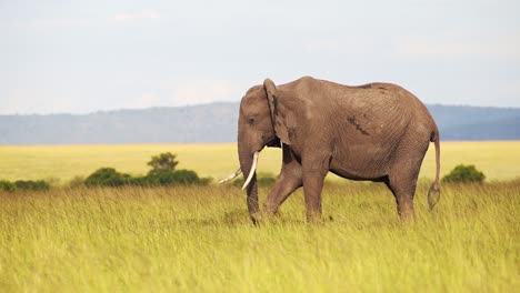 Zeitlupenaufnahme-Eines-Elefanten,-Der-Still-Steht-Und-Sich-Auf-Gras-Im-Maasai-Mara-National-Reserve-In-Kenia-Ernährt,-Afrikanische-Tierwelt,-Afrikanische-Safaritiere-Im-Masai-Mara-North-Conservancy