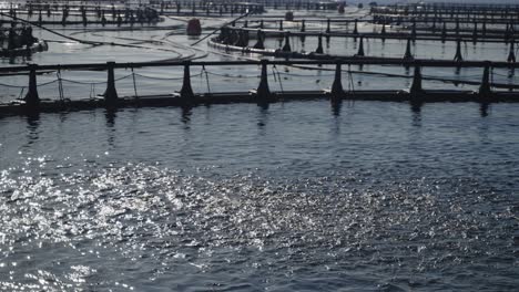 close-up of the surface of the water in a net pen at a fish farm