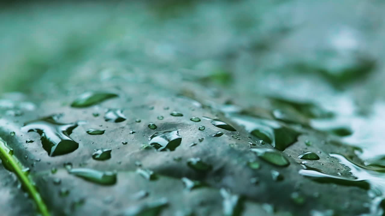The rain droping on the leaf.