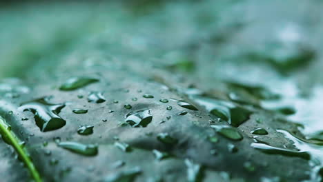 the rain droping on the leaf.