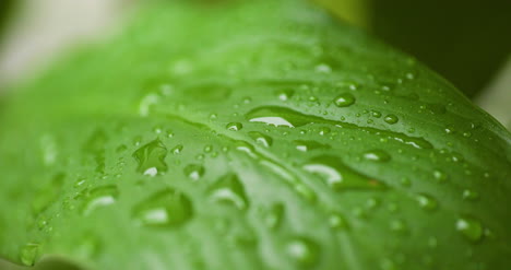 water drops on leaf surface 4