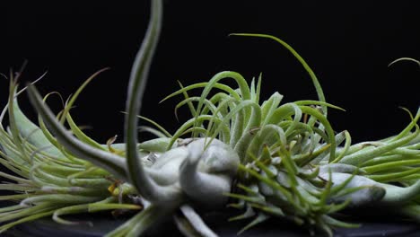 Extreme-close-up-view-of-a-rotating-pile-of-bush-at-the-center,-still-shot