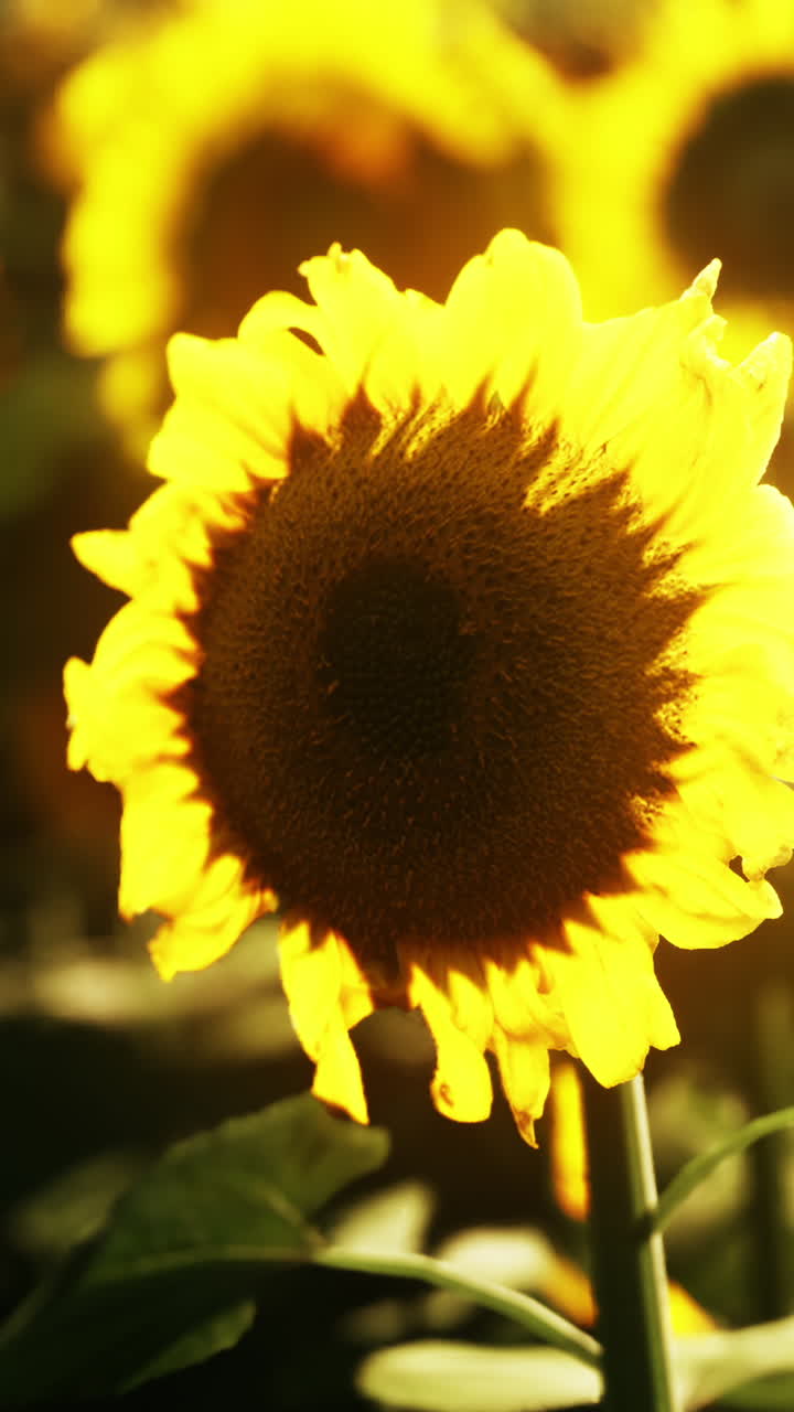 에 있는 해바라기