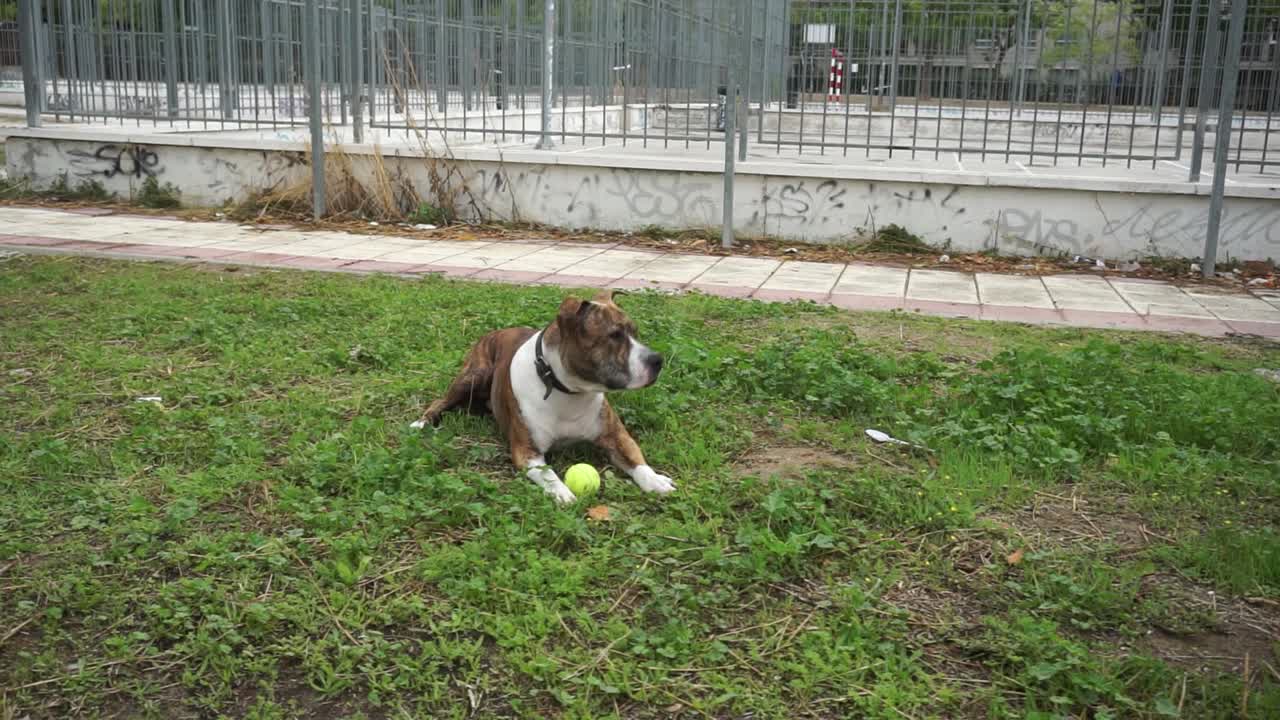 American Staffordshire Terrier laying on grass with tennis ball