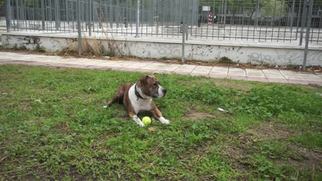 Amerikanischer-Staffordshire-Terrier,-Der-Mit-Tennisball-Auf-Gras-Liegt