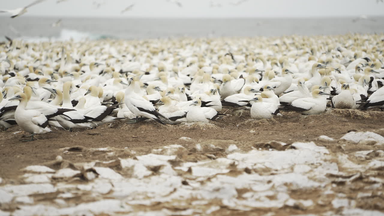 수천 마리의 케이프 가네트 바다새들이 둥지를 짓는 곳.