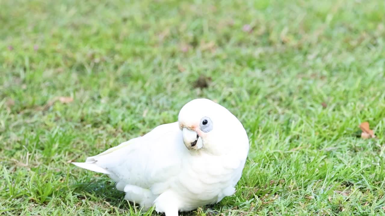 A white cockatoo pecks and explores the grassy ground, showcasing its curious behavior and vibrant plumage.