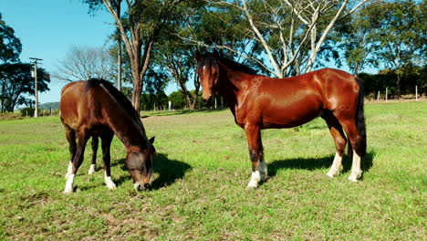 young foal and mare grazing on lush green pastures on a sunny day