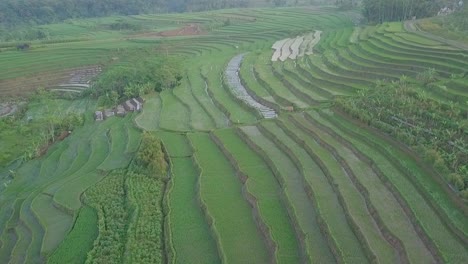 bird eye drone shot of terraced rice field in indonesia