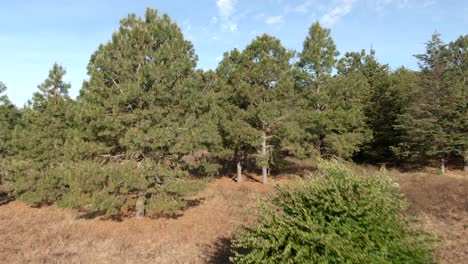 Flying Low Through Scenic Summer Landscape At La Cienega, Sierra de Quila In Jalisco, Mexico