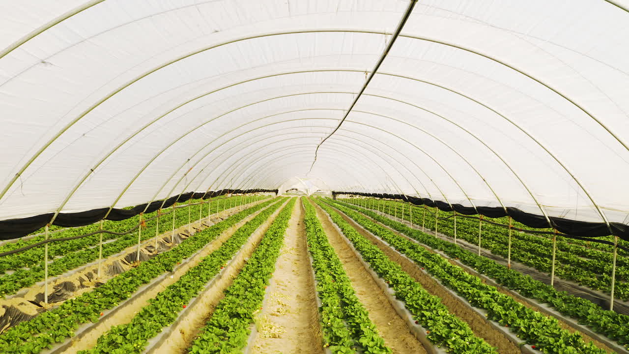 las plantas felices son plantas enriquecidas con dióxido de carbono.