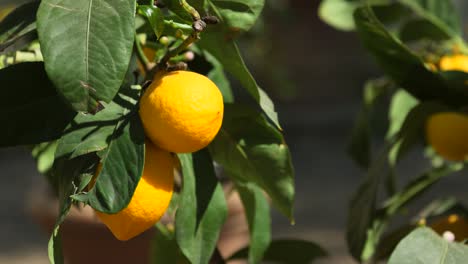 fresh lemons on tree