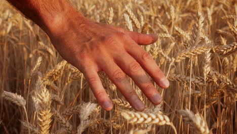 hand in a wheat field