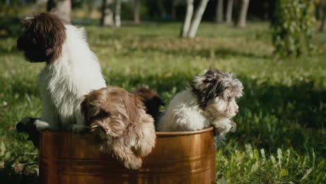 cute puppies look out of a copper bucket into the camera. the bucket stands on the green lawn in the yard of the house