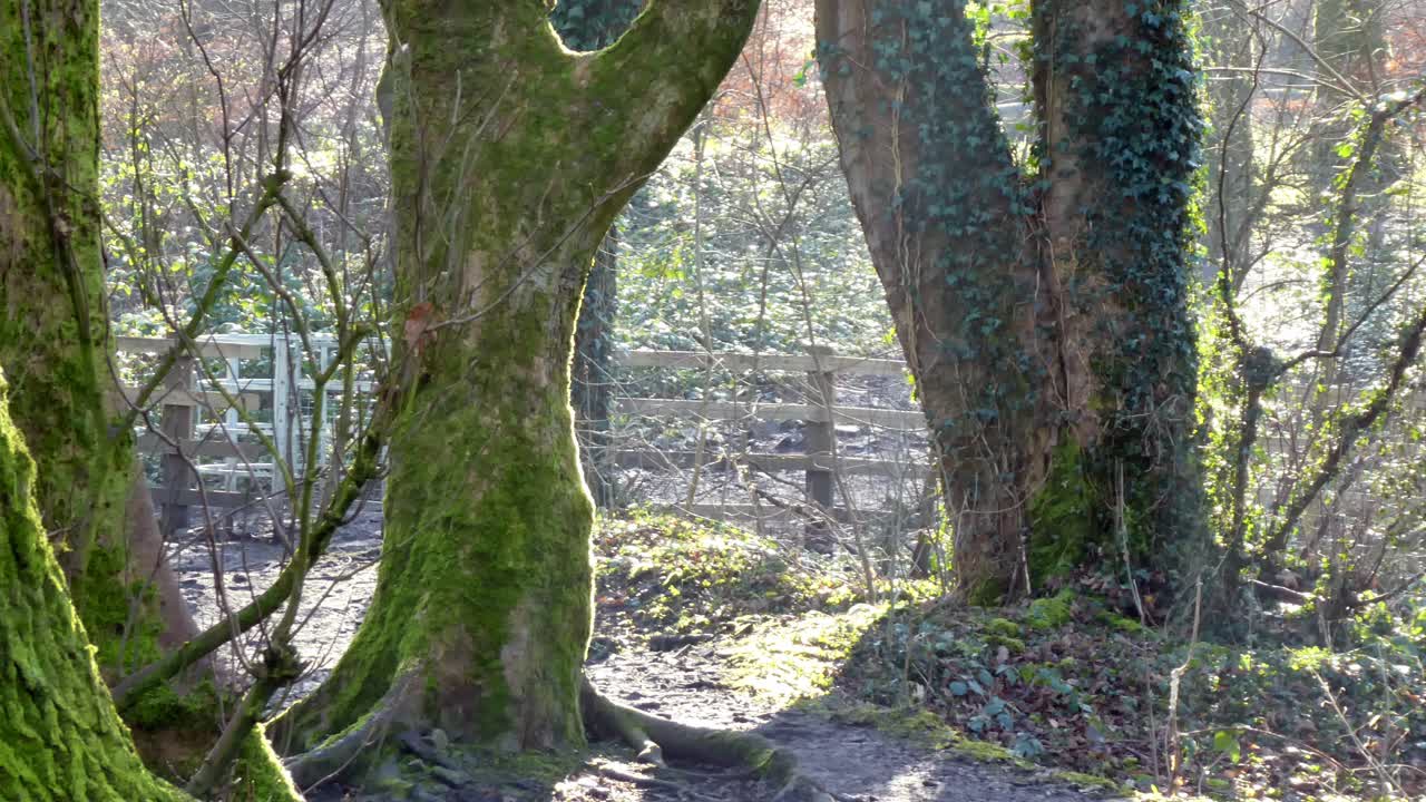 sol en los bordes de los troncos de los árboles del bosque cubierto de musgo, vista lenta del carro a través del fondo de la cerca de madera