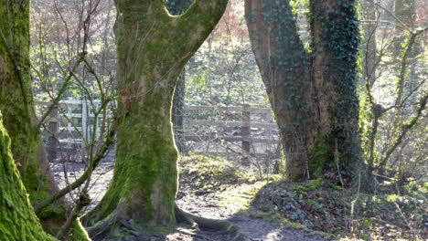 Sun-on-mossy-woodland-forest-tree-trunks-edges,-Dolly-slow-view-across-wooden-fence-background