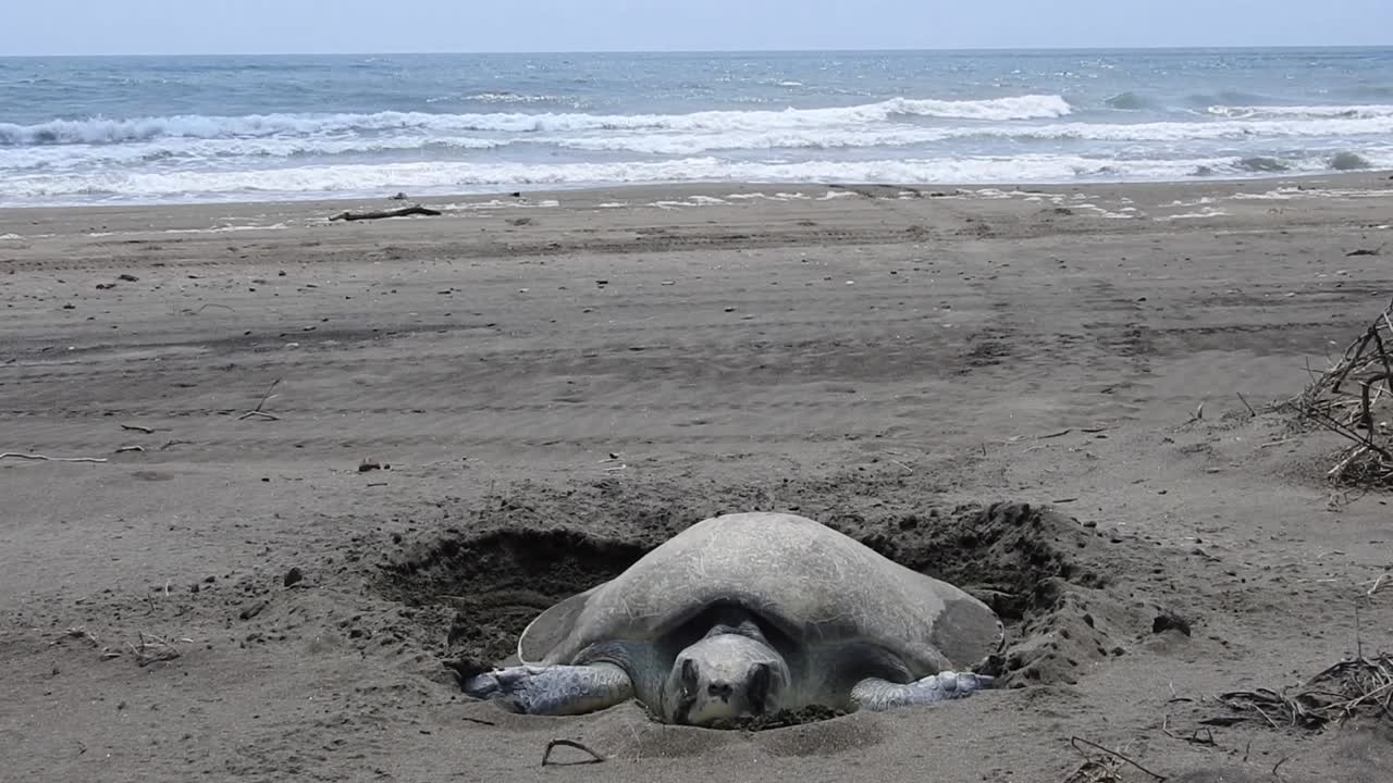 Kemp's Ridley Sea Turtle, Lepidochelys kempii, tortuga lora, making its nest and spawning on the beach with the sea in the background