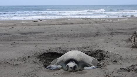 la tortuga marina de kemp's ridley, lepidochelys kempii, tortuga lora, haciendo su nido y desovando en la playa con el mar en el fondo