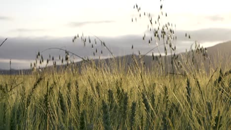 Close-up-of-spikelets-wheat-blown-by-wind-on-golden-field,-handheld,-sunset