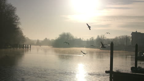 silhouette of birds flying over river thames