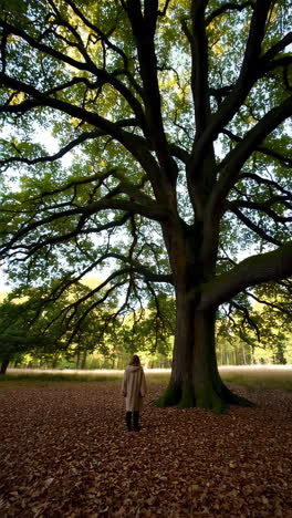 person standing beneath a large oak tree in autumn