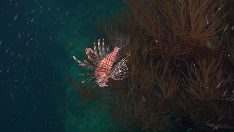 lionfish swimming along a coral reef with black corals