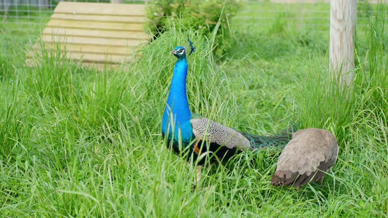 Static camera captures a male and female Indian peafowl (Pavo cristatus) standing calmly in tall green grass inside a fenced petting zoo enclosure, displaying natural pairing behavior on a clear day