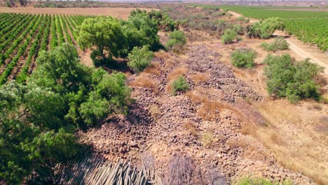 Aerial-dolly-shot-overhead-a-large-pile-of-wasted-vines-beside-a-healthy-vineyard-in-Limari-Valley