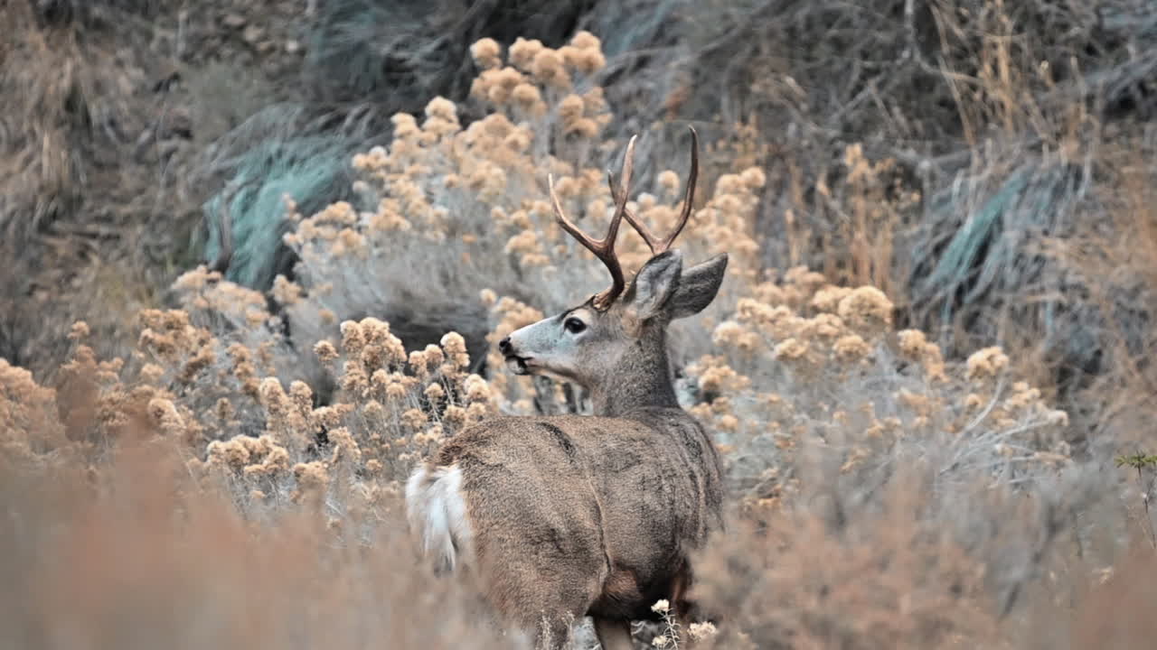 루프 의 보물: 자연 서식지 에 있는 lac du bois mule deer