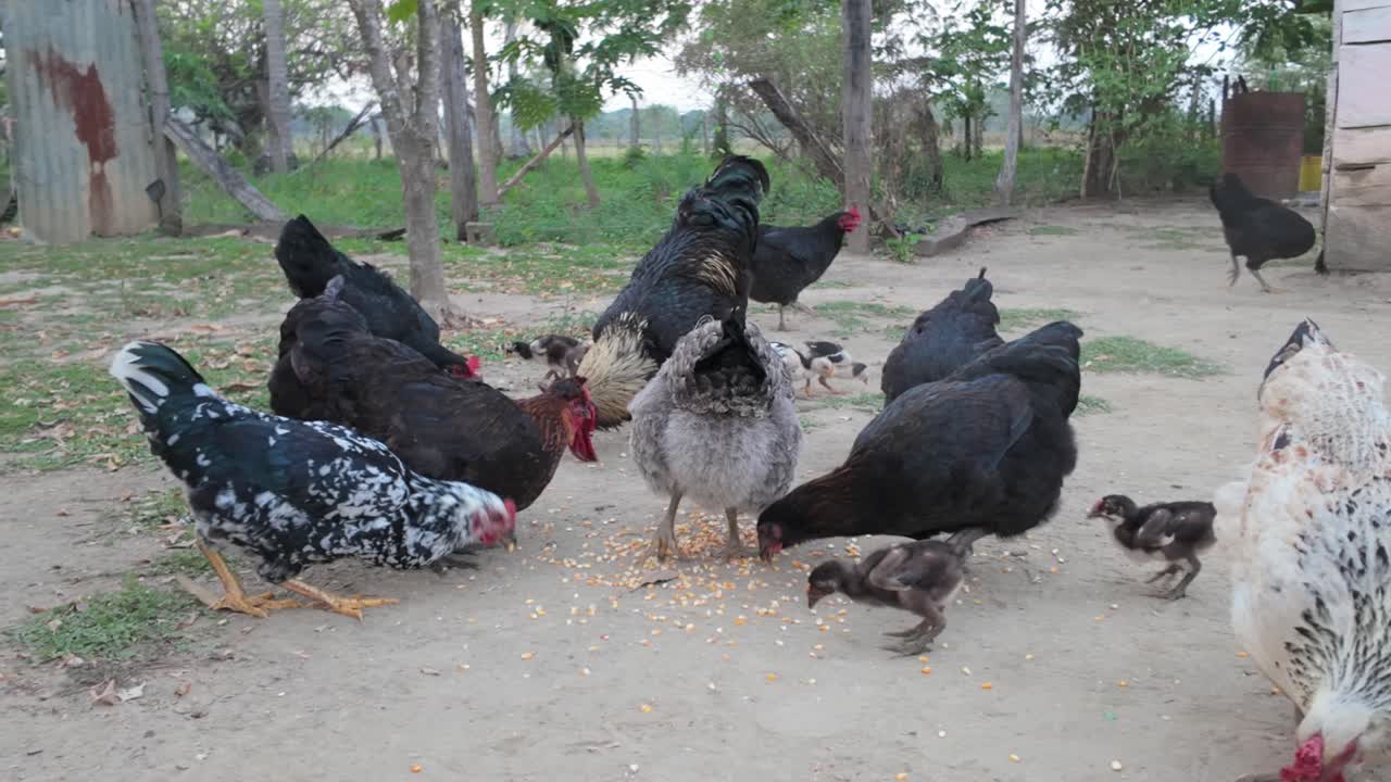 Feeding time for roosters and hens eating corn on a rural farm ground