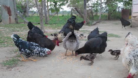 feeding time for roosters and hens eating corn on a rural farm ground