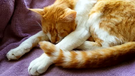 cute funny red-white cat on the blanket, close up, dynamic scene, 4k video.