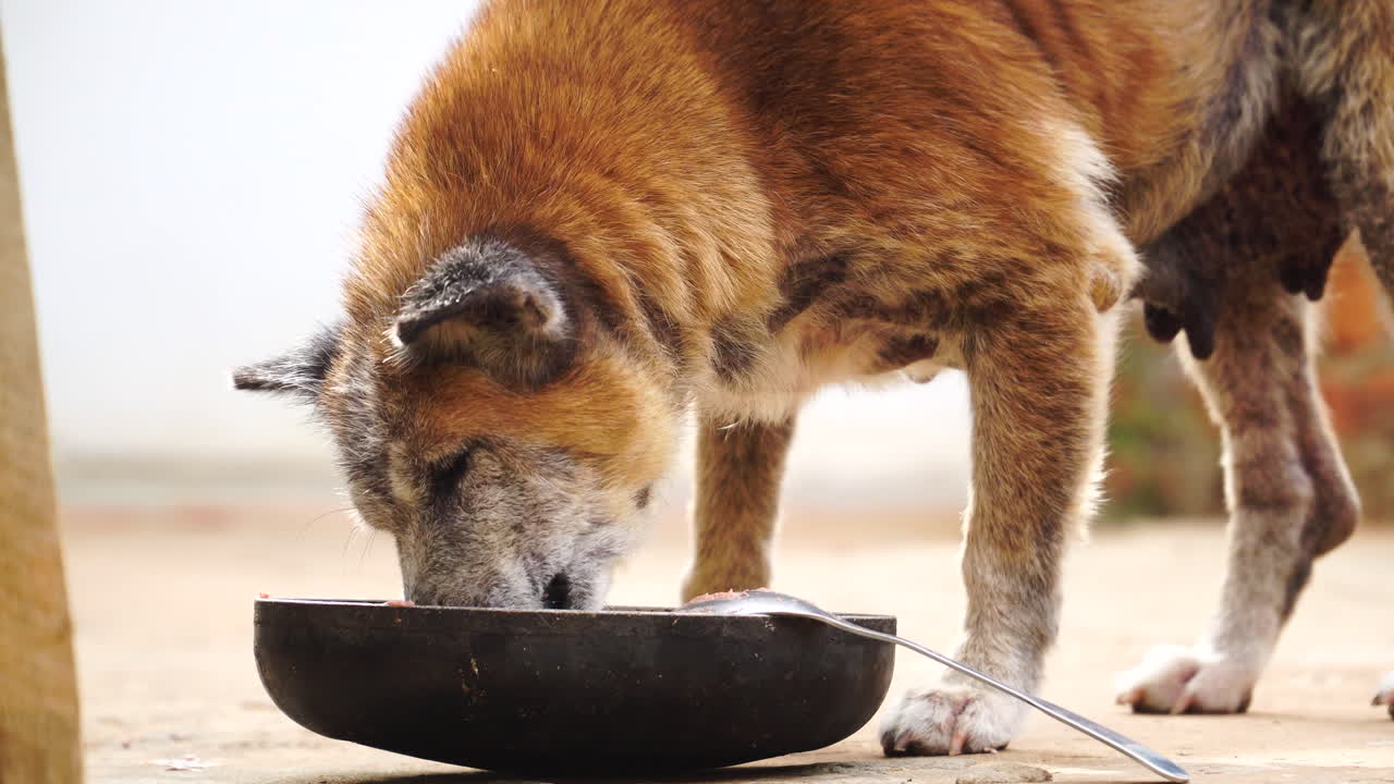 Alter Hund frisst Reste und Fischgräten aus einer Schüssel auf der Straße in Vietnam