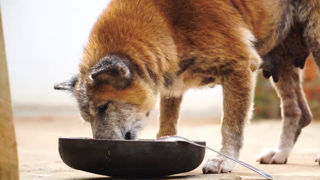 old dog eat leftovers and fish bone from bowl on street in vietnam