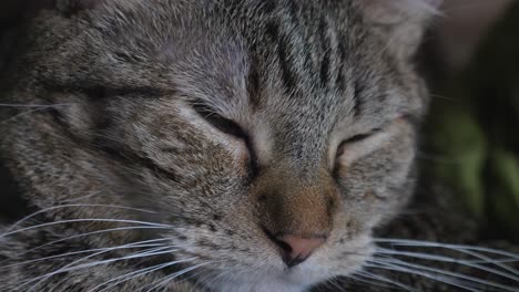 macro close up of sleepy tabby cat head