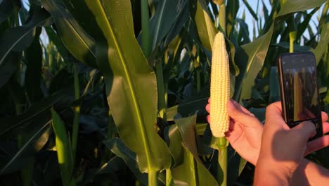 Corn field inspection with a smartphone