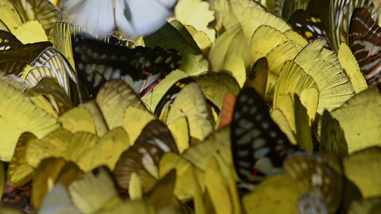 hierba de borde ancho amarillo eurema brigitta, hierba de tres manchas amarilla eurema blanda, gaviota común cepora nerissa, parque nacional kaeng krachan, tailandia