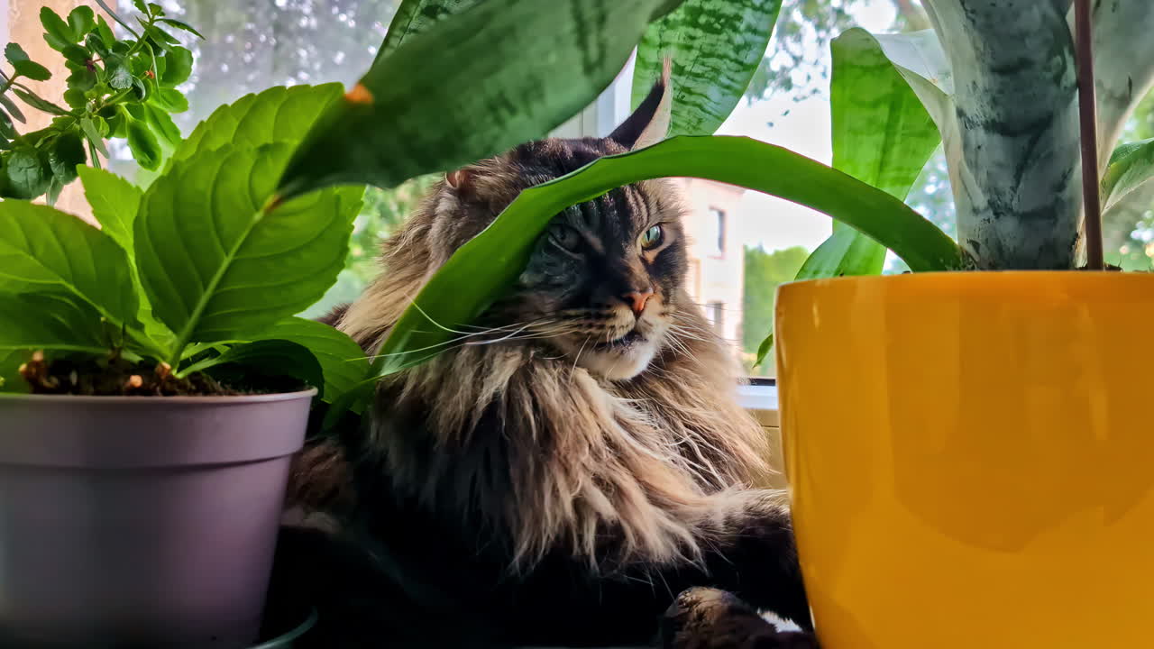 Long-haired Maine Coon cat hiding behind green leaves and yellow ceramic flower pot