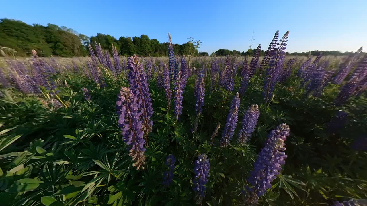 Tall Violet Lupine Bluebonnet&nbsp;Flowers Next To Agriculture Field Illuminated By Sunrise