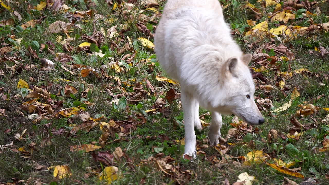 Southern Rocky Mountain Gray Wolf walks and sniffs at ground and leaf litter side-to-side
