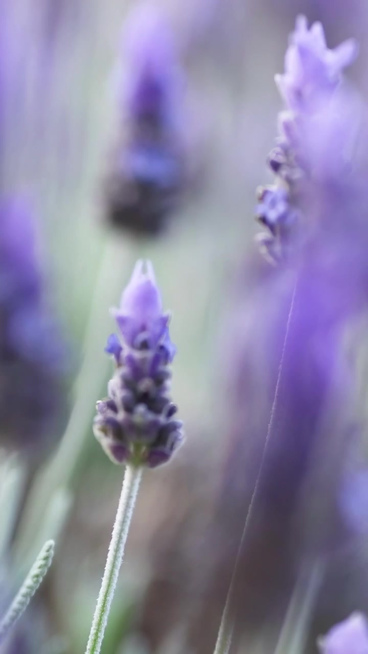 Ape che impollina fiori di lavanda in un giardino di Melbourne