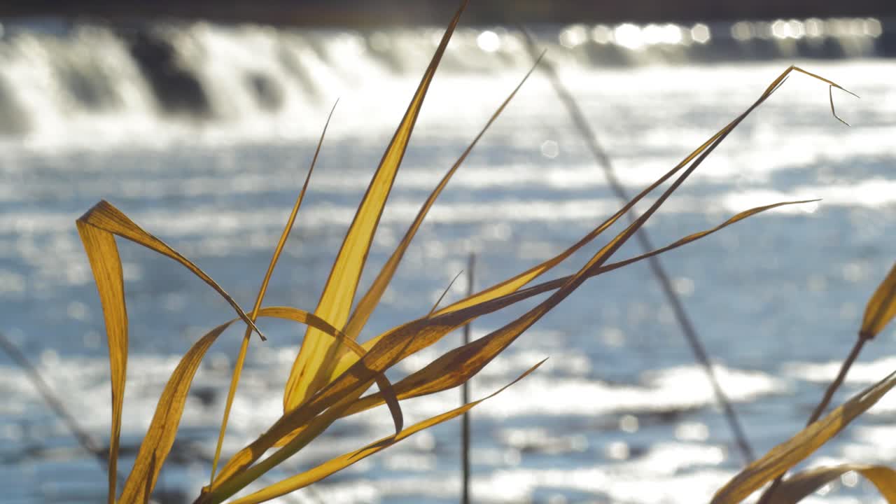 venta river rapid, la cascada más ancha de europa en un soleado día de otoño, ubicada en la ciudad de kuldiga, letonia