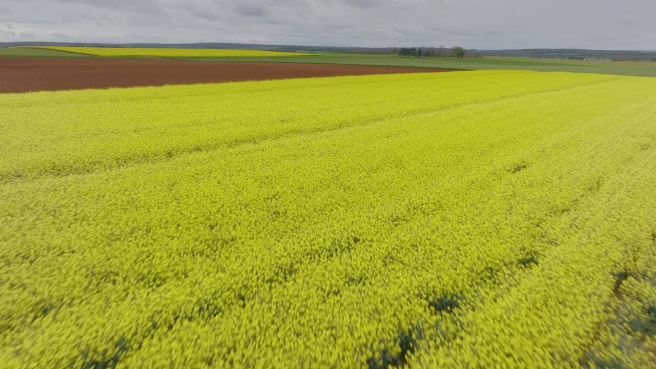 fotografía aérea de un campo de colza