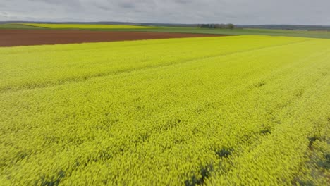 fotografía aérea de un campo de colza