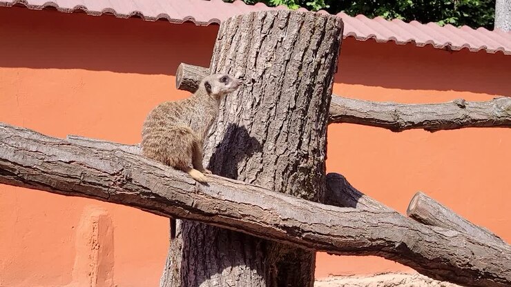 suricata su un ramo di albero falso che si guarda intorno da sola