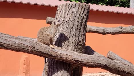 meerkat on fake tree branch looking around alone